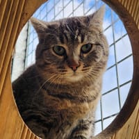 JENGA QCT, chatte à adopter