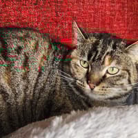 LIZBETH QCT, chatte à adopter