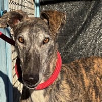 BRILLANTE, chien à adopter