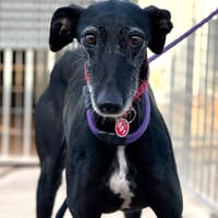 PEQUENA, chienne à adopter