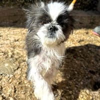 SISI (Animalea), chienne à adopter