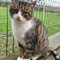 RITA, chatte à adopter