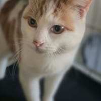 malo, chat à adopter