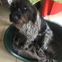 JUDIE, chienne à adopter