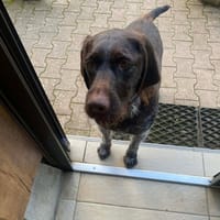 SAYA, chienne à adopter