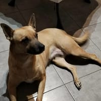 MIRA, chienne à adopter