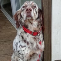 TAYGA, chienne à adopter