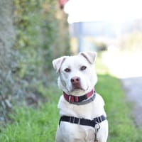 TAIGA, chienne à adopter