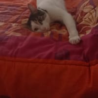 FLOKI, chat à adopter