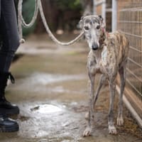ARGENTINA, chienne à adopter