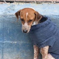 ALISON, chienne à adopter