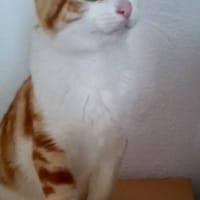 TIGER, chat à adopter