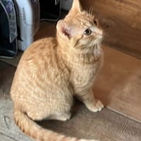 Meadow, katers ter adoptie