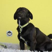 Spike unser kleiner Chameur..., Hund zur Adoption