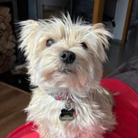 Santy1 sucht dringend Zuhause!, Hund zur Adoption