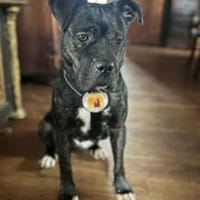 Isabel sucht Zuhause, Hündin zur Adoption