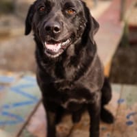 ARCHIEin 66583 Spiesen-Elversberg, Hund zur Adoption