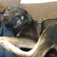 Zicco; Seelchen in Not, Hund zur Adoption