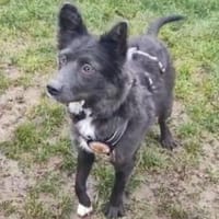 Kämpferin Sayana sucht ein Zuhause, Hündin zur Adoption