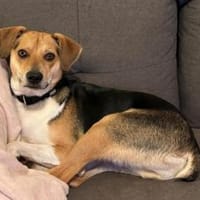 Zuhause gesucht für Samu, Hund zur Adoption