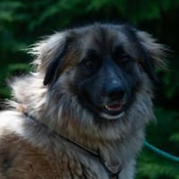 Tolle Loya sucht ihr Zuhause, Hündin zur Adoption