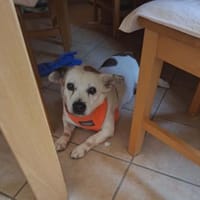 Ida - Senioren- / Gnadenplatz gesucht, Hündin zur Adoption