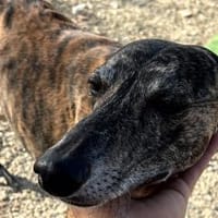 Golfo-freundlicher, intelligenter Schatz, Hund zur Adoption