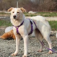 Luna sucht ihre Menschen...., Hündin zur Adoption