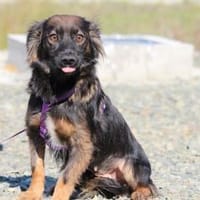 Abana unsere kleine Schönheit...., Hündin zur Adoption