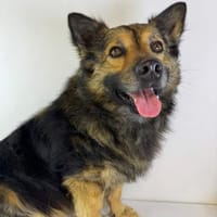 Sky wartet in 06347 Gerbstedt, Hund zur Adoption