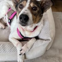 Zauberhafte Princess sucht ihre Menschen, Hündin zur Adoption