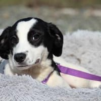 Kaito sucht ihr neues zu Hause ...., Hund zur Adoption