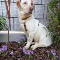 Sonnenschein sucht Dich, Hündin zur Adoption