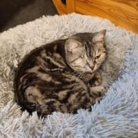 - BKH Mix - freiheitsliebend, Katze zur Adoption