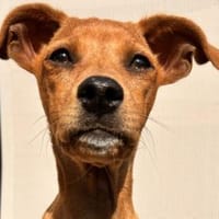 MAJA 💝 zauberhaftes Welpenmädchen, Hündin zur Adoption