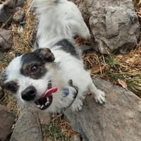 SIMBA 💖 Zuckerschnecke im XS-Format, Hündin zur Adoption