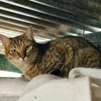 Juliette - sucht ihr liebevolles Zuhause, Katze zur Adoption
