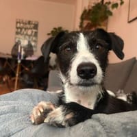 FYNN braucht ein liebevolles Daheim, Hund zur Adoption