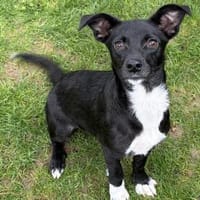 Minikleine süße Jamila sucht ihr Zuhause, Hündin zur Adoption