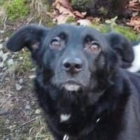 LIAS ist sehr lieb, Hund zur Adoption