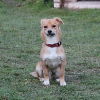 Anton, schüchterner Hund sucht Familie, Hund zur Adoption