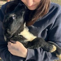 Wolle hübscher Hundebub sucht sein Glück, Hund zur Adoption