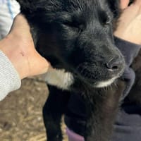 Wolle hübscher Hundebub sucht sein Glück, Hund zur Adoption