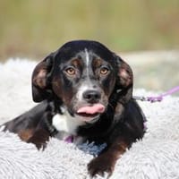 Wer schenkt Kamila ein zu Hause..., Hündin zur Adoption