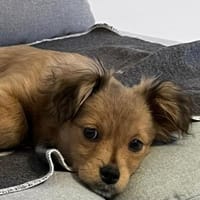 Holly, zartes Welpenmädel, ca. 4 Monate, Hündin zur Adoption