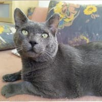 Goliath sucht Gnadenplatz ❤, Kater zur Adoption