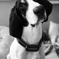 Momo sanfter Rüde auf Pflege in Hessen, Hund zur Adoption