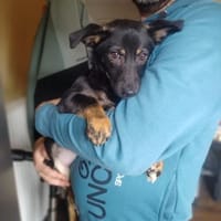 ❤Rina - auf der Suche nach ihrem Glück, Hündin zur Adoption