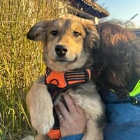 Welpe Lisa 5 monate, Hündin zur Adoption