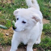 Zauberhafte Flocke, Hündin zur Adoption